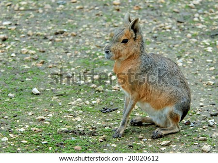 mara rodent