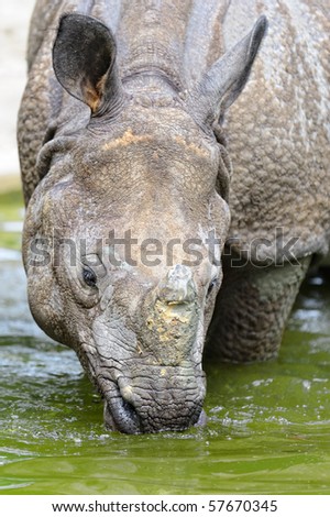 The Indian rhinoceros has come into water to get drunk