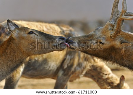 The female and male a David\'s deer kiss with each other