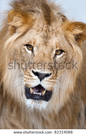 Closeup portrait of a lion - (Panthera leo)