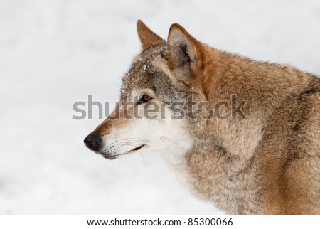 Portrait in lateral view of the gray wolf on a background of a snow