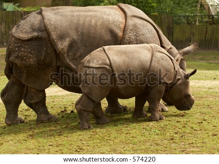 Mother rhino nursing her baby