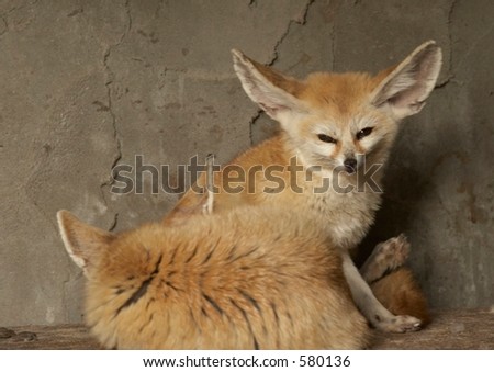 Two desert fox, one looking one sleeping