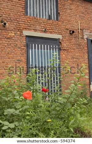 Blue and white cottage door with blurry red rose in the foreground