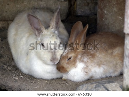 Mother rabbit nursing baby rabbit