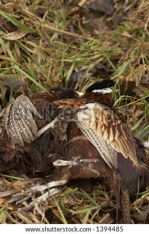 Dead pheasant after a hunting party