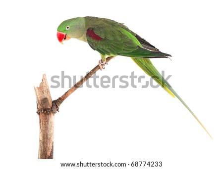 Alexandrine Parrot Female