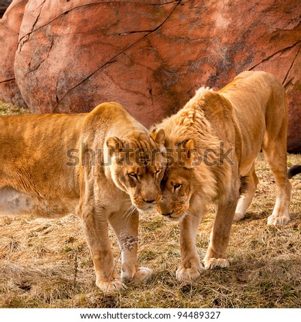 Two young male lion brothers having an affectionate moment