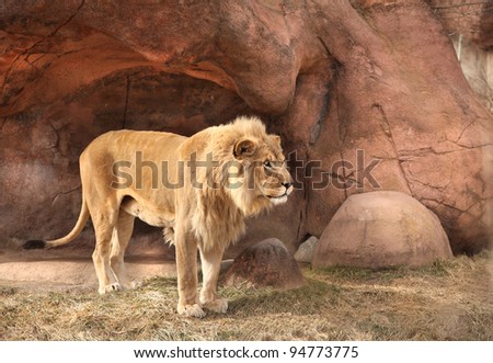 Male Lion Standing Alone Felidae Panthera leo