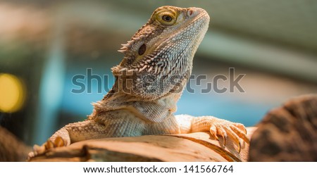stripe-headed bearded dragon
