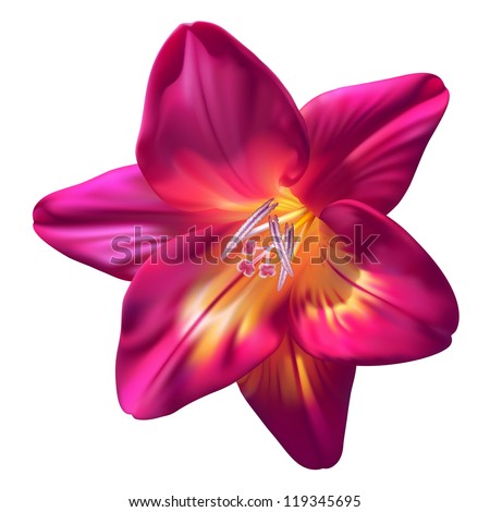 Vector Realistic Purple Freesia Flower Isolated On White Background