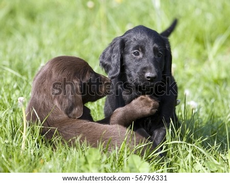 Flat Black Retriever