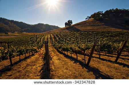 Sun star over a vineyard