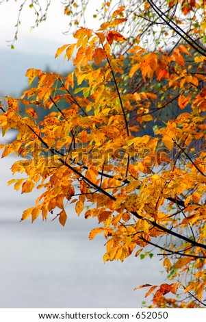 fall, Bright Orange Tree over a lake autumn