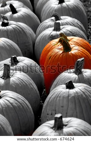 Row of Pumpkins, Selective Color Halloween Thanksgiving, Pumpkins for sale
