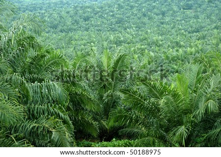 oil palm estate
