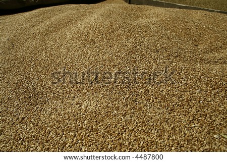 Grain dunes - Wheat berries, Grain farming