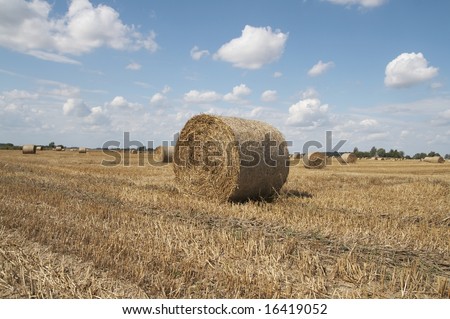 Haycocks on the wheat field in last august day