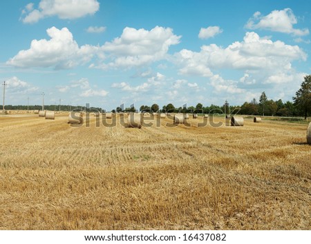 Hay bales standing ready to be collected. Lithuania