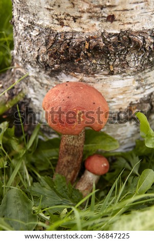 Red-capped scaber stalk in forest (leccinum aurantiacum).Close-up, shallow DOF.