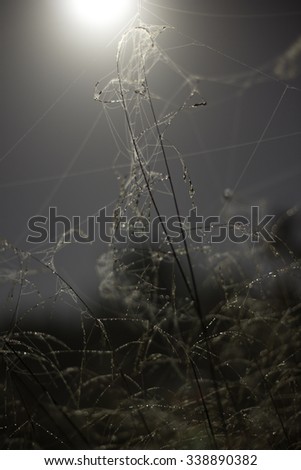 Some plants in moonlight in the forest.