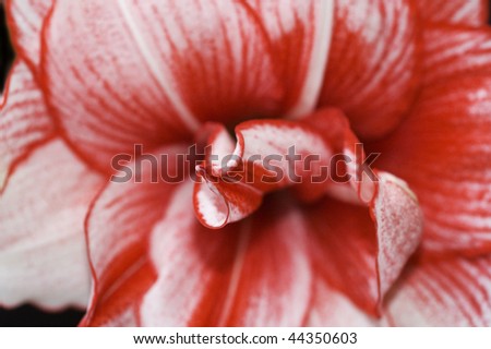 Red and white Amaryllis in close to show the petal detail.