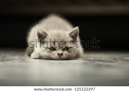 sleepy british kitten over black background