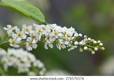 Bird cherry closeup with selective soft focus and shallow depth of field. Focus is on the central part of the image. Bird-cherry tree background