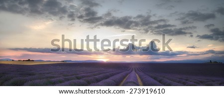 Purple sunset in the fields of Provence.