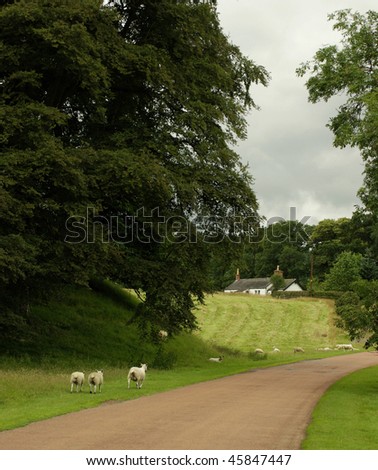 Sheep in England to village
