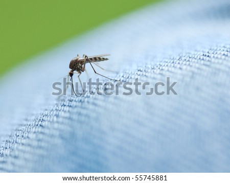 Mosquito trying to sting through the jeans