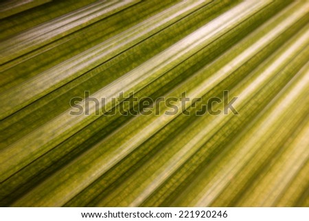 palm leaf close up tropical abstract background