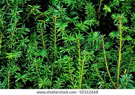 Green leaves jungle background