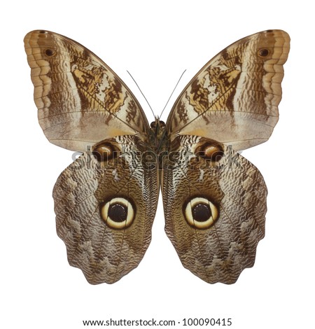 owl butterfly isolated on white,the entire wing surface resembles the owl\'s face is a very clever disguise.