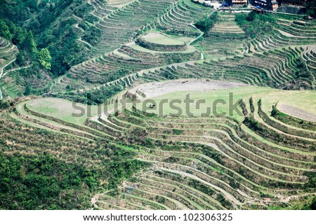 overlooking the terraced fields in longsheng county,guangxi province, China