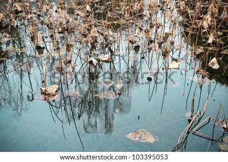 withered lotus in the pond,sad background