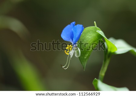 closeup of the blue small flower,common dayflower herb