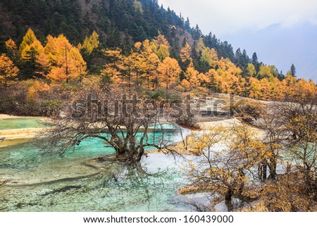 calcification ponds in autumn forest,huanglong scenic and historic interest area , sichuan , China .
