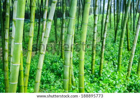 bamboo forest in city park , natural environment background