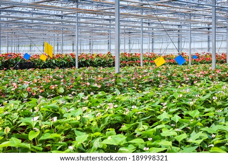 flowers plant in the greenhouse  ,modern agriculture