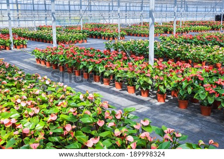 flowers plant grow in greenhouse  ,red anthurium ,modern agriculture