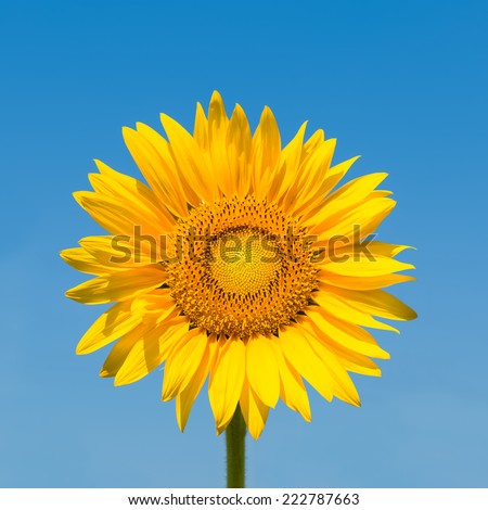 sunflower isolated on sunny sky background with clipping path