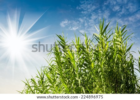 bright sunshine and fresh green grass against a morning sky