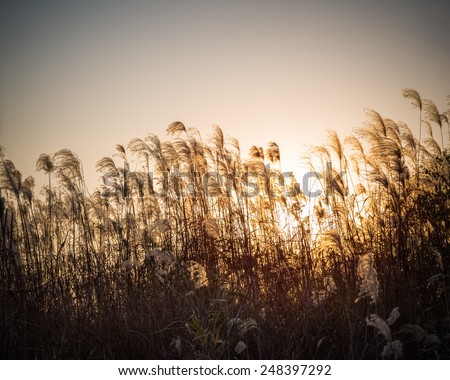 miscanthus flower at dusk , energy crops to produce biofuels