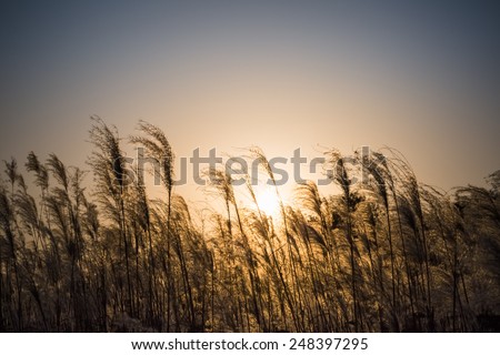 miscanthus flowers in the sunset , energy crops to produce biofuels ,dye plants