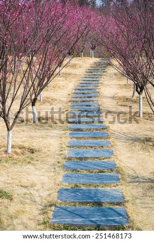 stone path on both sides of red plum tree in the winter