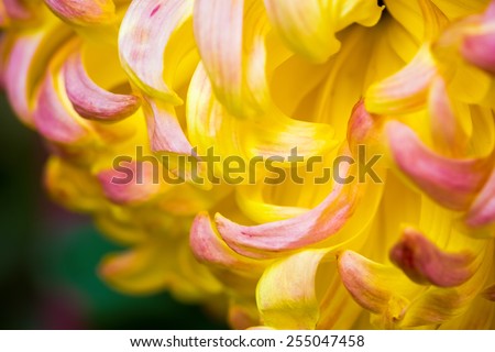 chrysanthemum flower closeup   , beautiful natural plant shape background