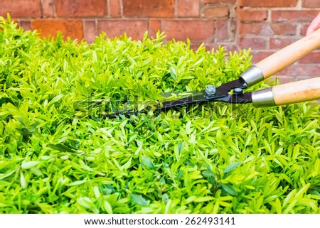trimming bushes with garden scissors in spring