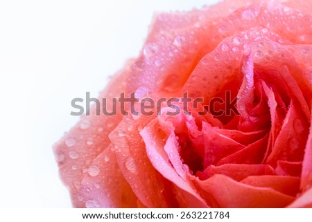 rose closeup with dew on white background