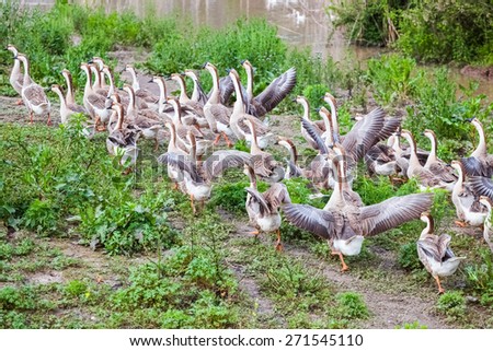 a group of chinese geese in poultry farm